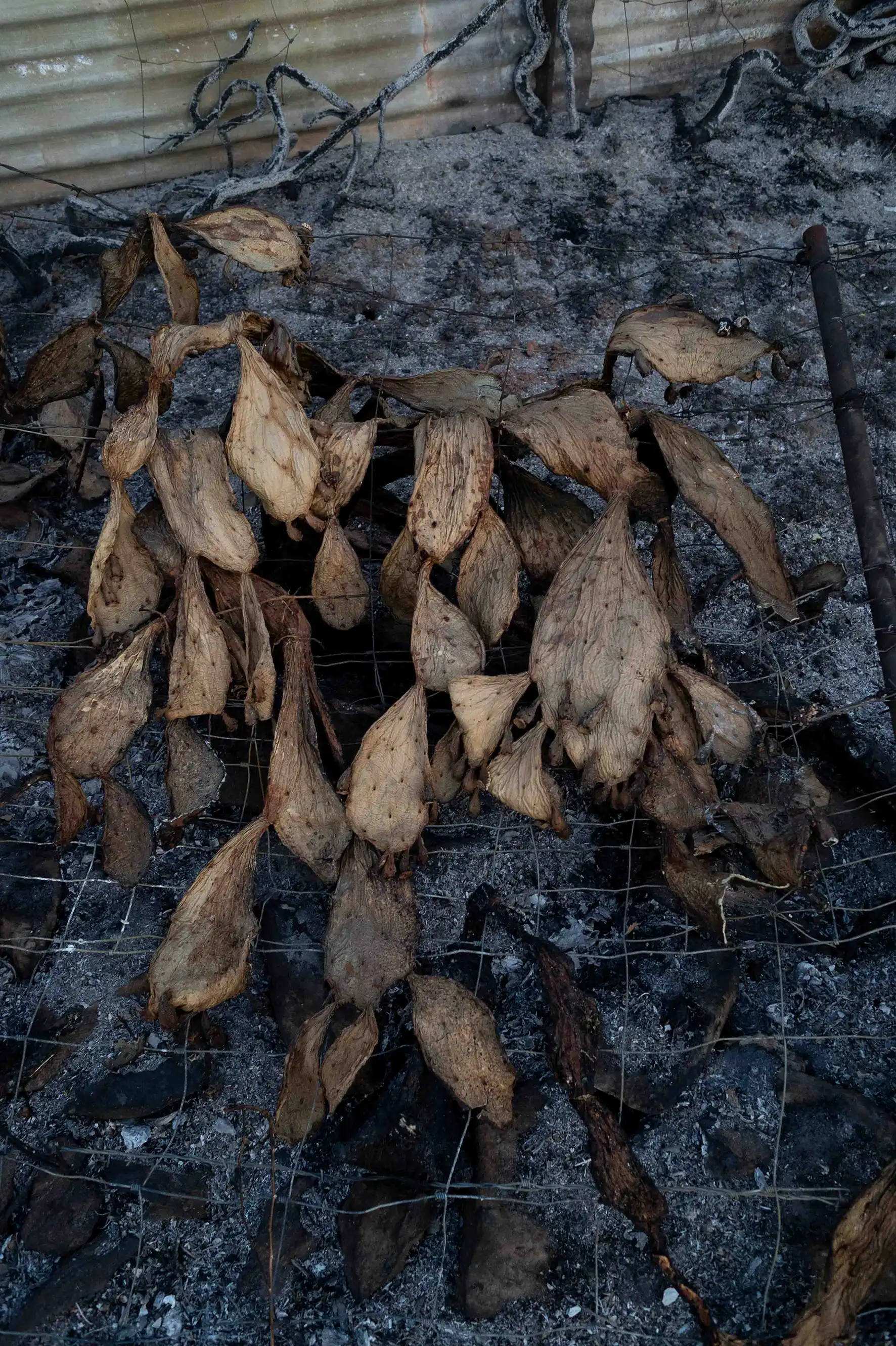 Le fruit du feu le fruit du feu/photos/18.webp